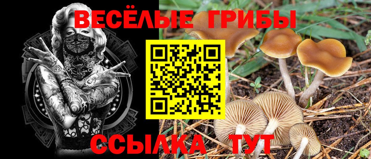 Галлюциногенные грибы Psilocybine cubensis  Вход с VPN  Будённовск 
